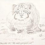 DRAWING Pallas Cat - PILOT Elite - H774 18k F